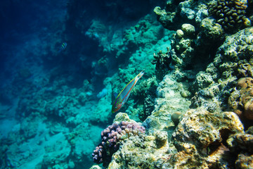Fototapeta na wymiar Fish underwater