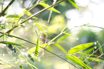 abstract nature green bokeh soft light background.
