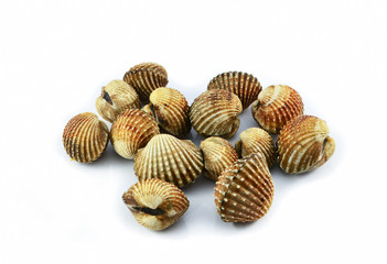 cockles isolated on white background / fresh raw blood cockle seafood