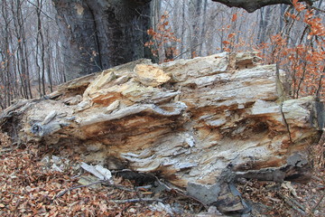 Hukvaldy obora autumn