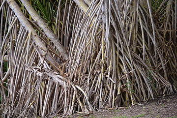 Aerial prop roots of pandanus tree also known as pandan or screw pine or screw palm. It is a palm-like tree and shrub native to the tropics and subtropics