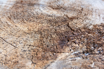 Closeup of a sawed stump. Texture and pattern on the surface