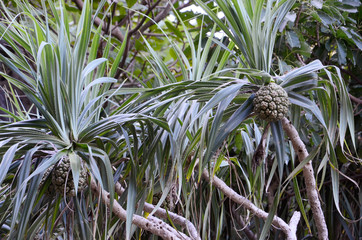 Pandanus tree also known as pandan or screw pine or screw palm. It is a palm-like tree and shrub...