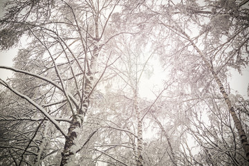 tops of the birch forest all in the snow after the snow