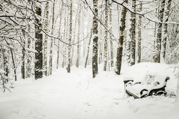 bench and trees in the snow in the snow in the winter Park
