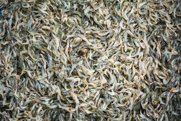 shrimp background / small raw shrimp from freshwater river