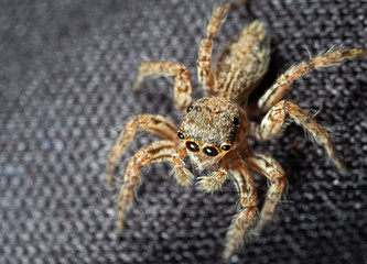 Macro Photo of Head of Jumping Spider Isolated on Background