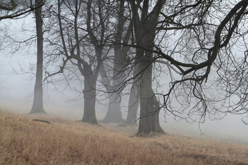 Hukvaldy obora autumn