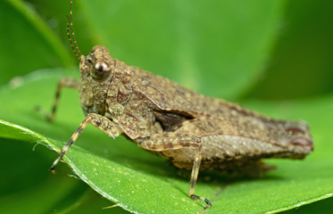 Fototapeta premium Macro Photo of Brown Grasshopper on Green Leaf