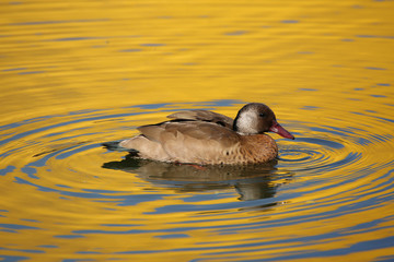 duck in water