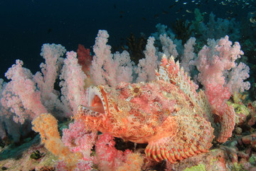 Scorpionfish fish on coral reef 