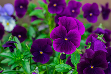 Group of violet viola flowers
