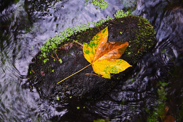 Fallen maple leaf in stream. Cold water is running over dark boulders