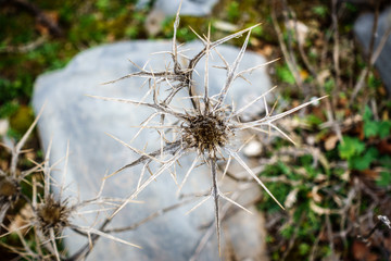 Close-up of thorny plant