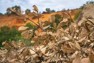 Plants Bokeh Photo with Nature Scene in the Background
