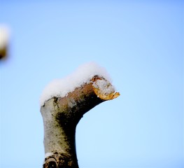 pruned apple brancjes under the snow