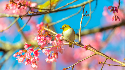 Japanese White-eye (Zosterops japonicus) on a Cherry blossom