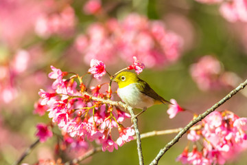 Japanese White-eye (Zosterops japonicus) on a Cherry blossom