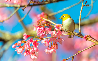 Japanese White-eye (Zosterops japonicus) on a Cherry blossom