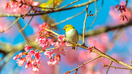 Japanese White-eye (Zosterops japonicus) on a Cherry blossom