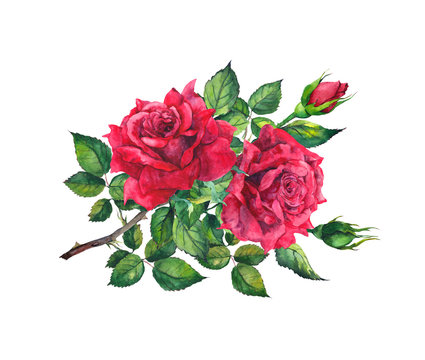 Red rose flower branch. Watercolor botanical illustration