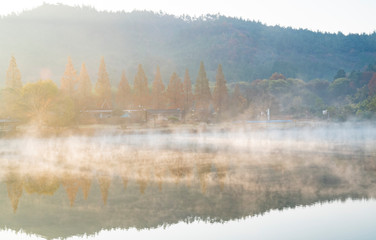 메타세콰이아나무 반영과 물안개