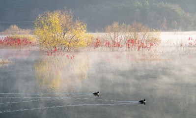 물안개가 피어오르는 호수의 아침 풍경