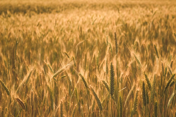 Yellow spikelets of wheat on a field close up on a sunny summer day