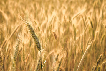 Yellow spikelets of wheat on a field close up on a sunny summer day
