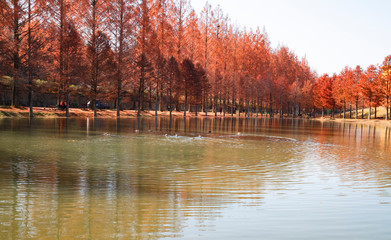 호수가의 메타세콰이아길