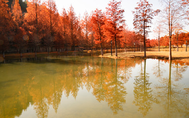 호수가의 메타세콰이아길