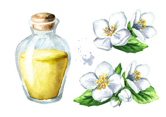 White jasmine flower and essential oil set. Spa and aromatherapy. Watercolor hand drawn illustration,  isolated on white background