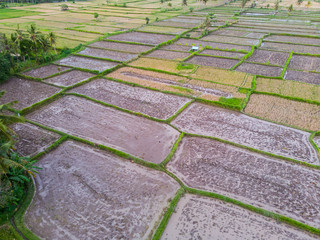 Oblique photograph view of wet muddy rice terraces
