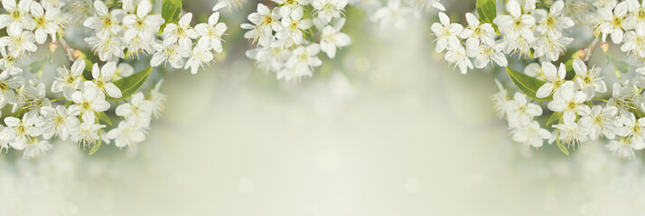 Spring branches of cherry tree with white flowers and fresh green leaves