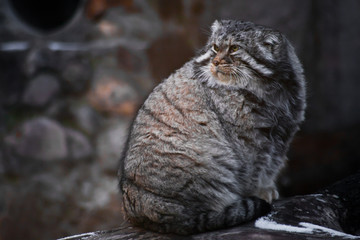 Brutal and dissatisfied wild cat Manul irritably looks at the world