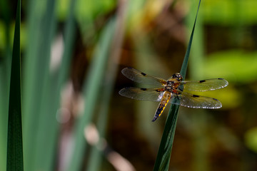 Dragonflys