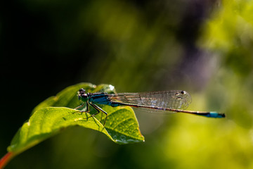 Dragonflys