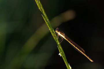 Dragonflys