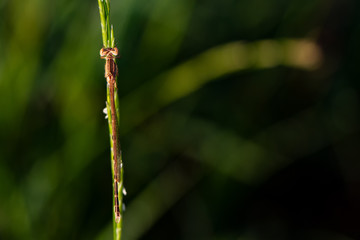 Dragonflys