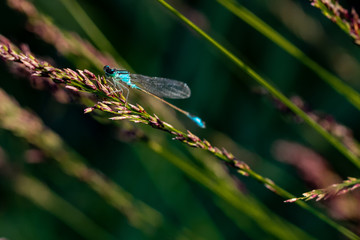 Dragonflys