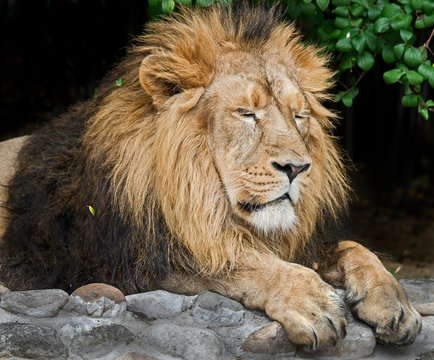 Asian lion male. Latin name - Panthera leo persica