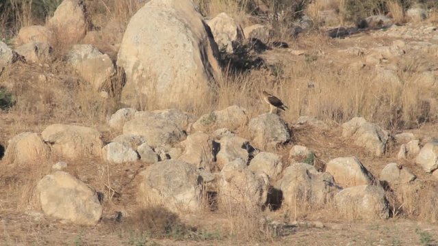 Bonelli's eagle on a rock