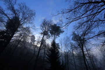 Wald im Nebel