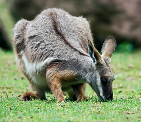 Fototapeta premium Yellow-footed rock wallaby on the ground in its enclosure. Latin name - Petrogale xanthopus