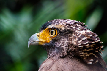 Eagle Eye Look