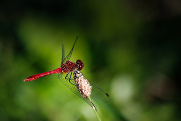 Red Dragonflys