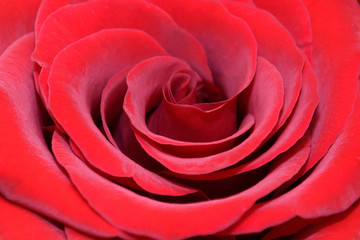 Rose gently red macro. Petals Exquisite luxury flower close.