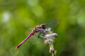 Red Dragonflys