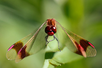 Red Dragonflys