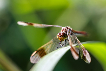 Red Dragonflys